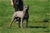 ipo3 FURFANTE RIPRODUTTORE SELEZIONATO ENCI - Triola Cane Corso
